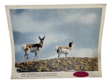 The Vanishing Prairie (Walt Disney Productions 1954) - Lobby Card