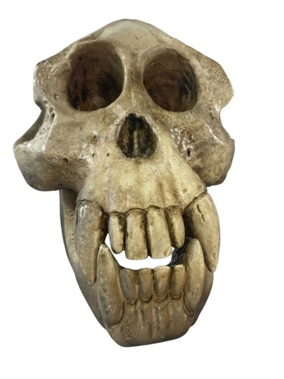 Kingdom of the Planet of the Apes (2024) - Gorilla Skull (1 of 6)