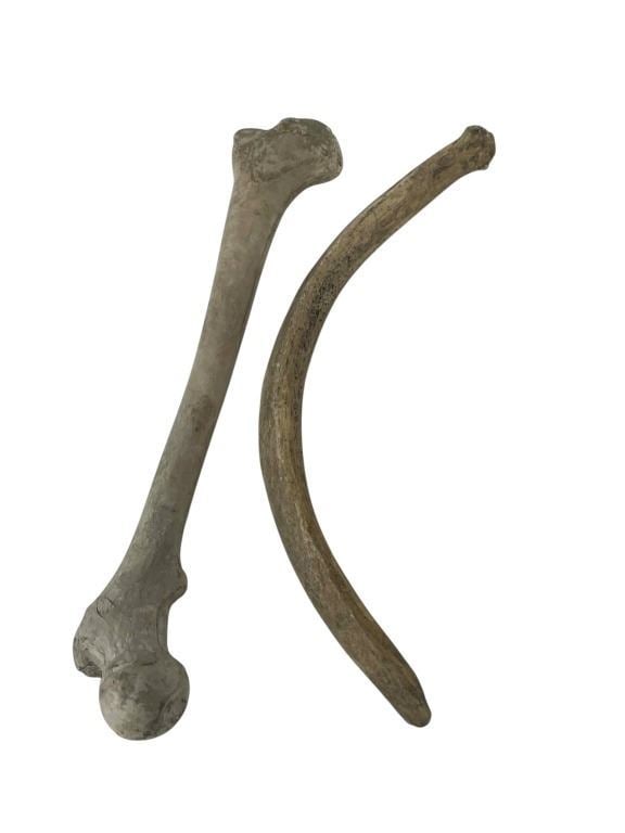 Pirates of the Caribbean: Dead Man's Chest (2006) - Bones from Jack Sparrows Bone Throne Chair (1 of 3)