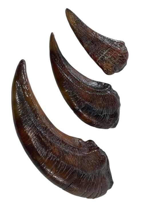 Jurassic Park (1993) - Velociraptor Claw Set (1 of 4)