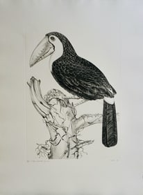 Jack Coutu Sulphur Breasted Toucan Hand Signed Etching