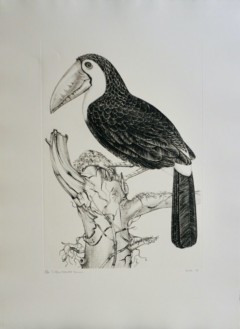 Jack Coutu Sulphur Breasted Toucan Hand Signed Etching (1 of 2)