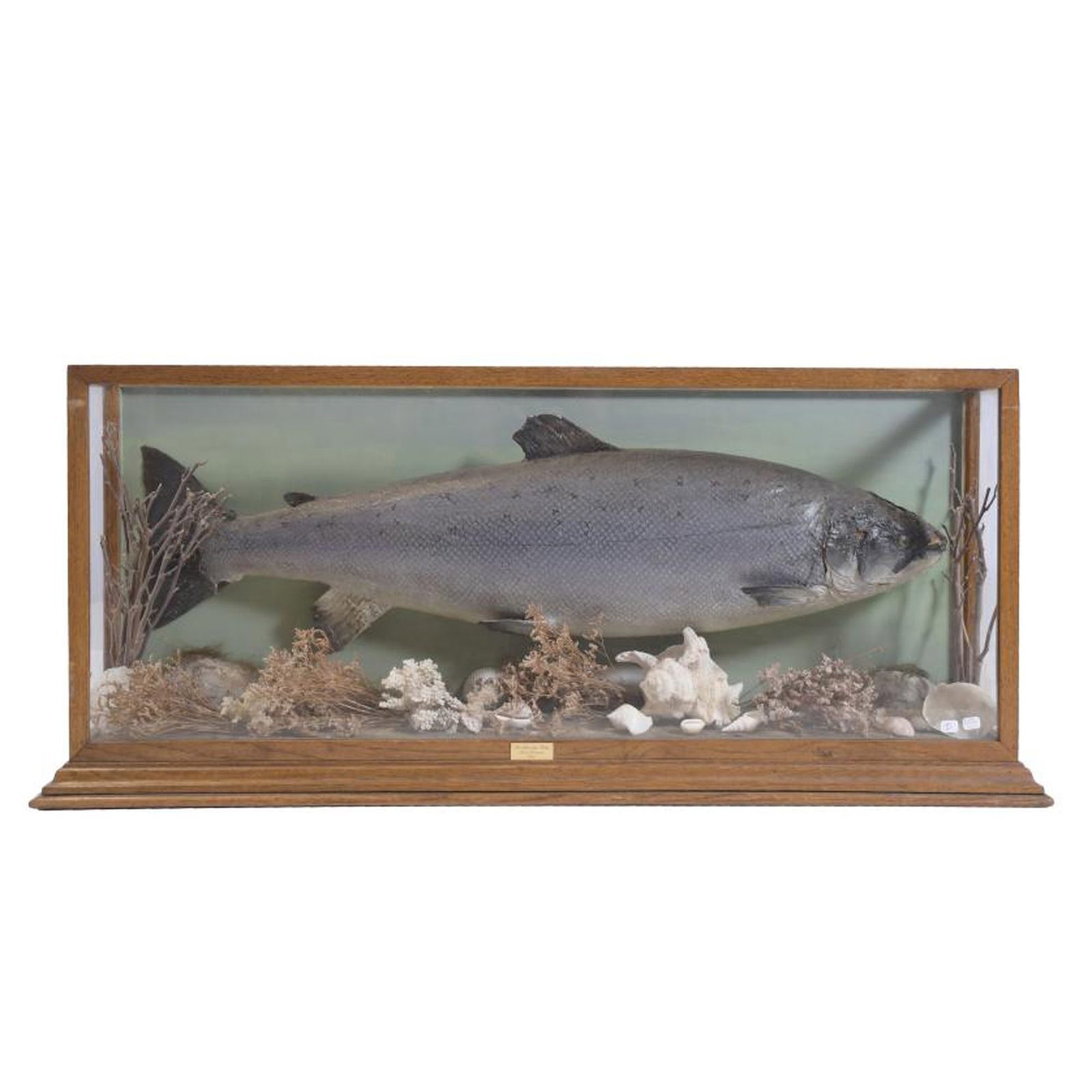 SALMON DIORAMA, 20TH CENTURY. (1 of 7)