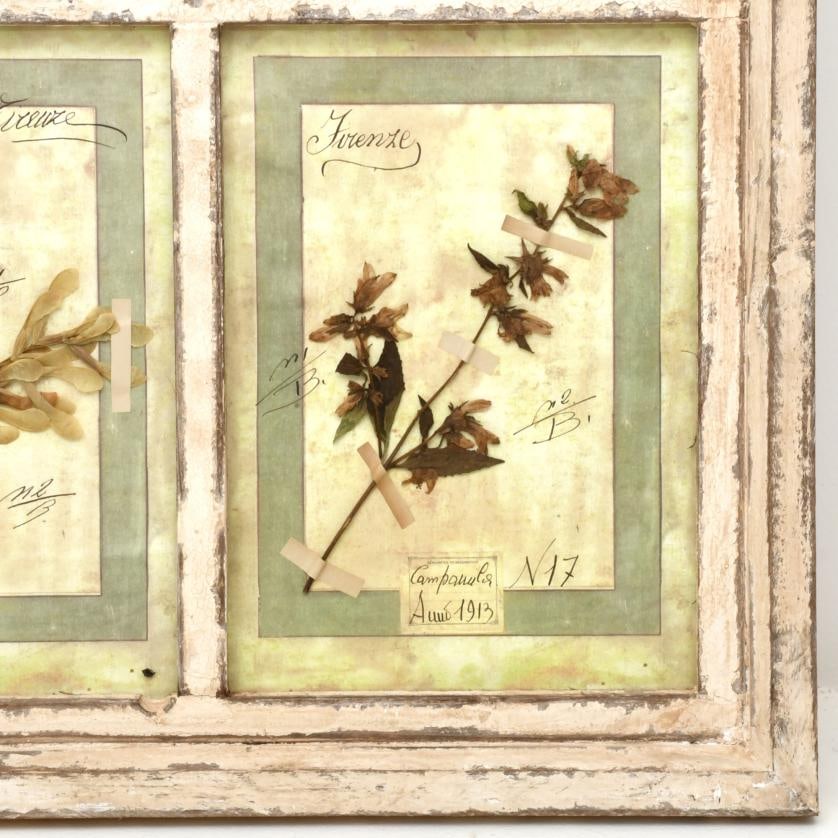 Framed herbarium, early 20th century. (1 of 3)