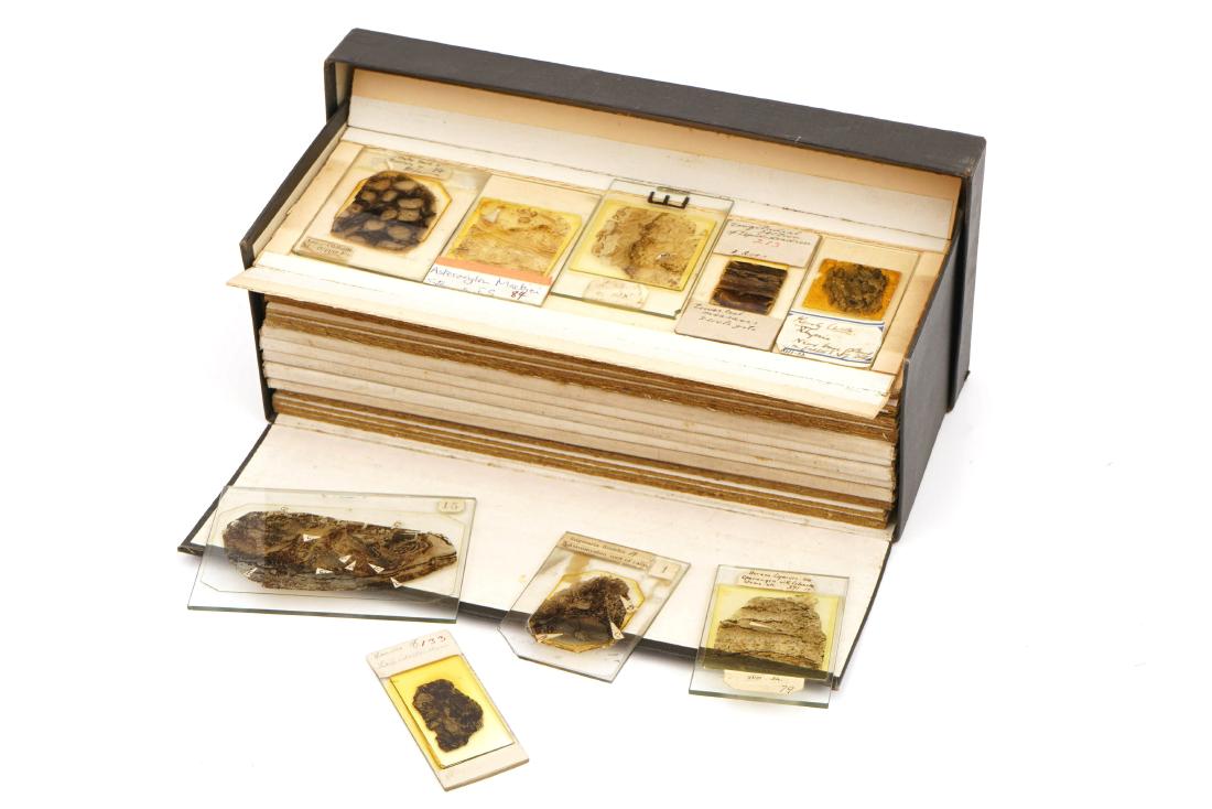 A Large Collection of Coal Fossil Microscope Slides, (1 of 1)