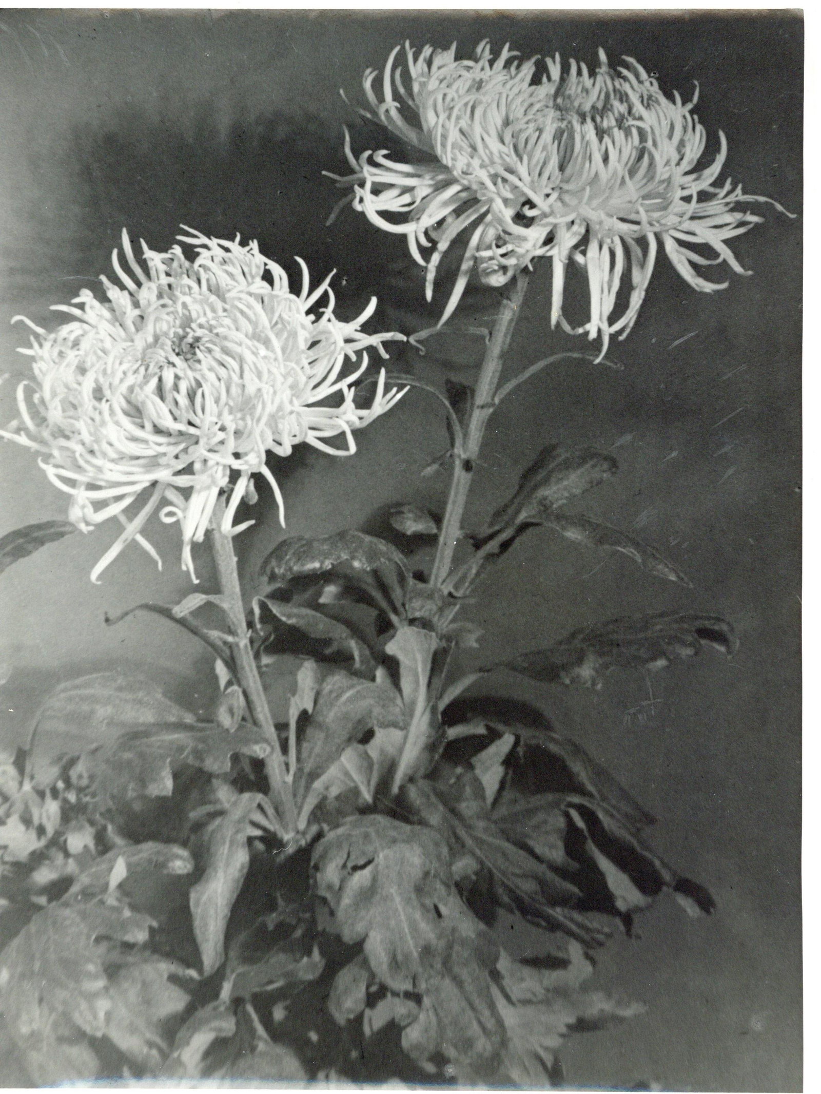 OTTO BECKER & HEINRICK MAASS (working 1893-1938) and: a collection of vintage modernist gelatin silver prints of flowers, German & Austrian, 1930's and possibly later, the first four photographs with labels/wetstamp verso, image with Becker & Maass stamp