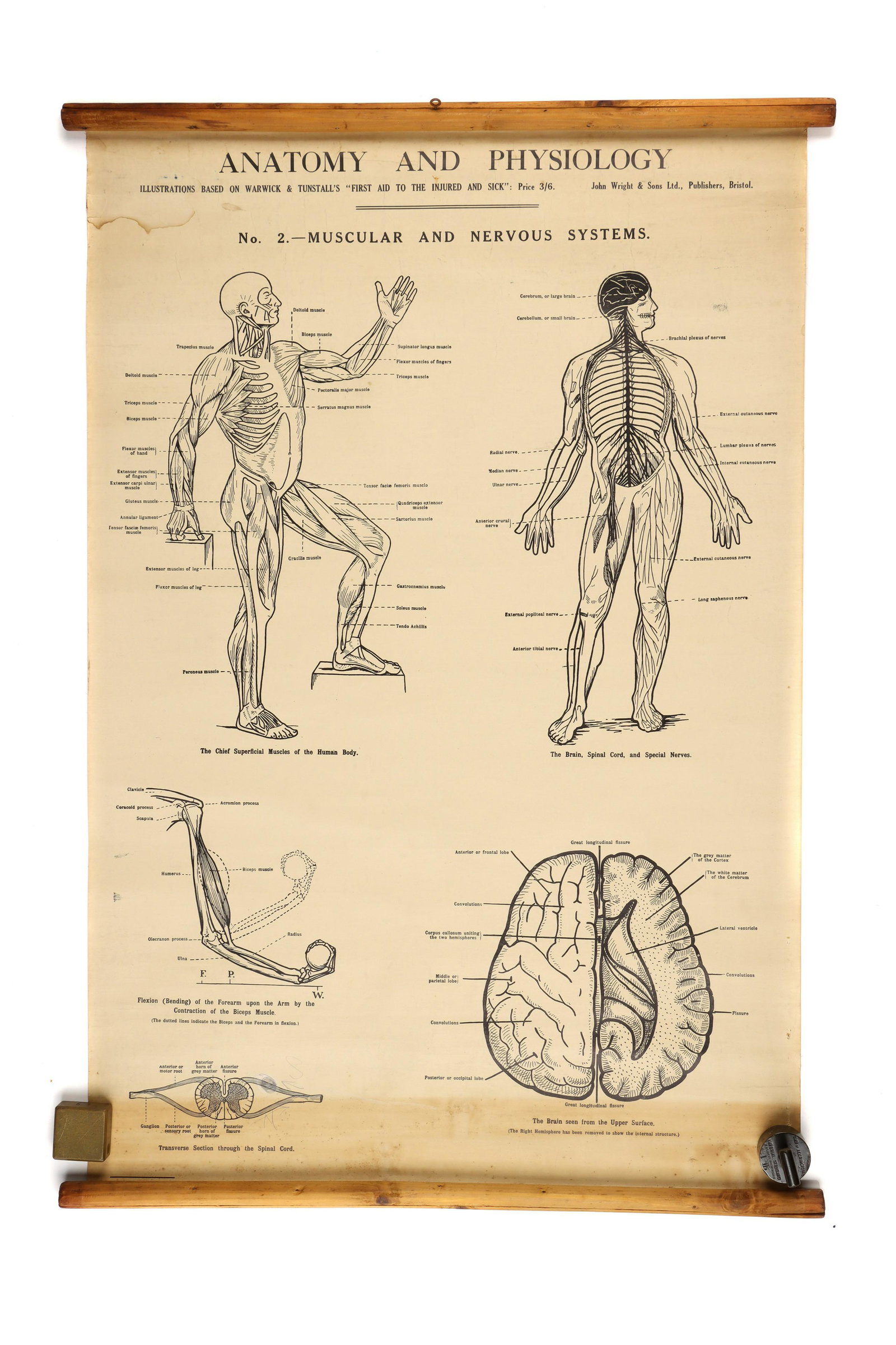 Collection of Didactic Anatomy & Physiology Posters,: Medical - linen backed posters for Anatomy & Physiology all from illustrations based on Warwick & Tunstall's "First Aid to the Injured & Sick", published by John Wright & Sons, Bristol, each 66cm x 10