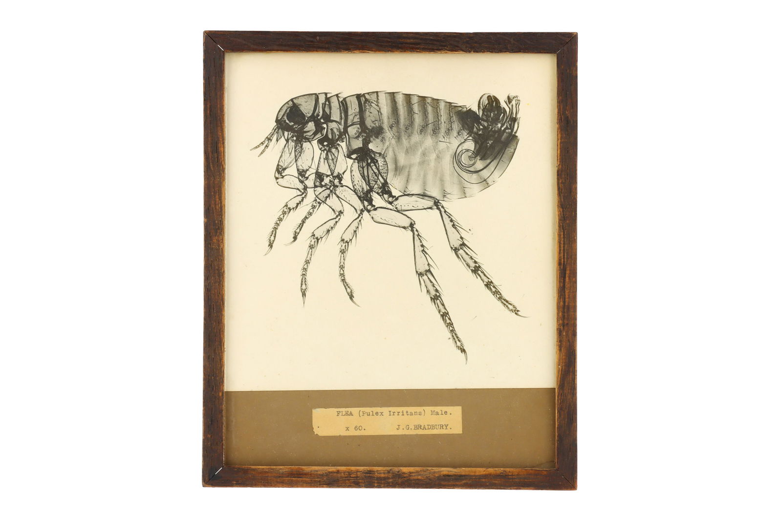 An Early Micro-Photograph of a Flea, (1 of 1)