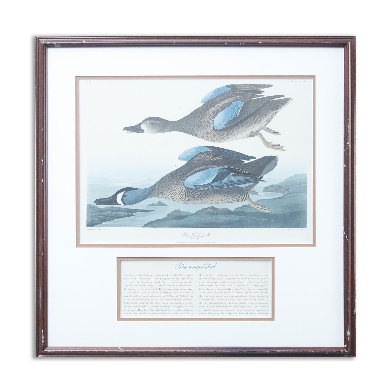 J. J. Audubon/ R. Havel (1836) "Blue Winged Teal"-From The Collection of Northwest Mutual Life (1 of 4)