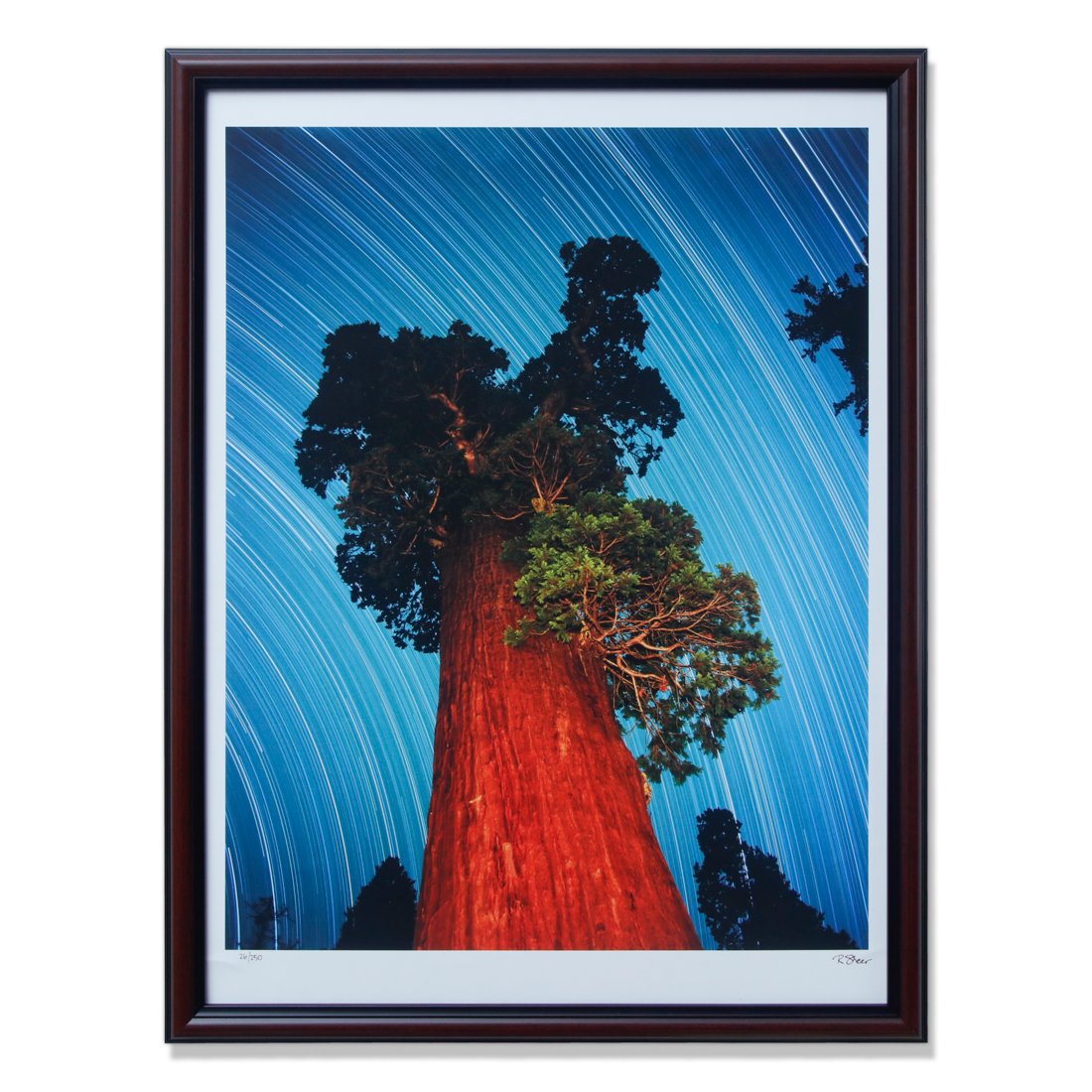 Robert Sheer "General Grant Giant Sequoia" Signed Limited Edition 26/250 (1 of 6)