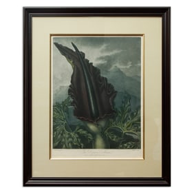 Dr. Robert Thornton Hand-Colored Botanical "The Dragon Arum"