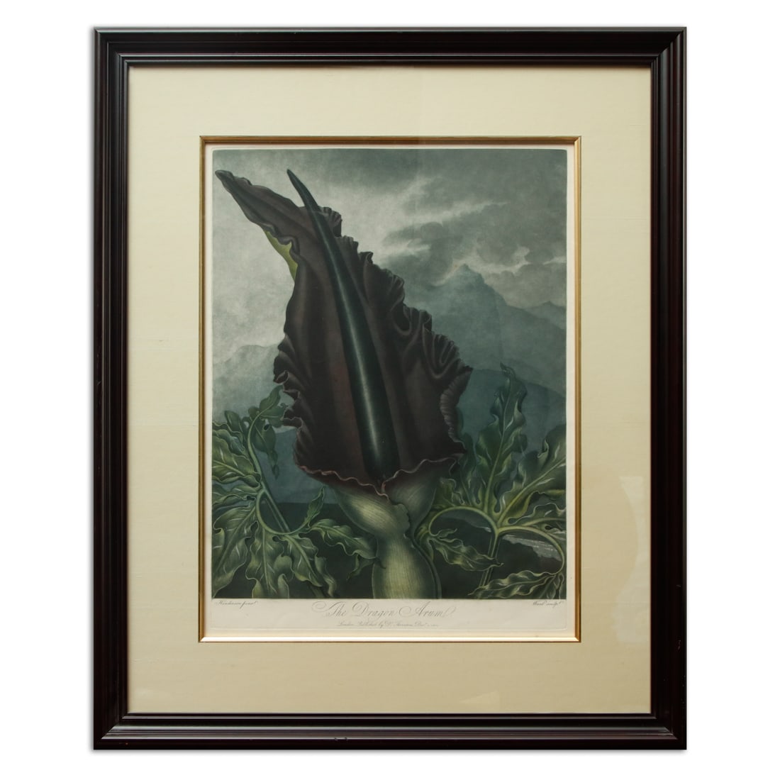 Dr. Robert Thornton Hand-Colored Botanical "The Dragon Arum" (1 of 8)