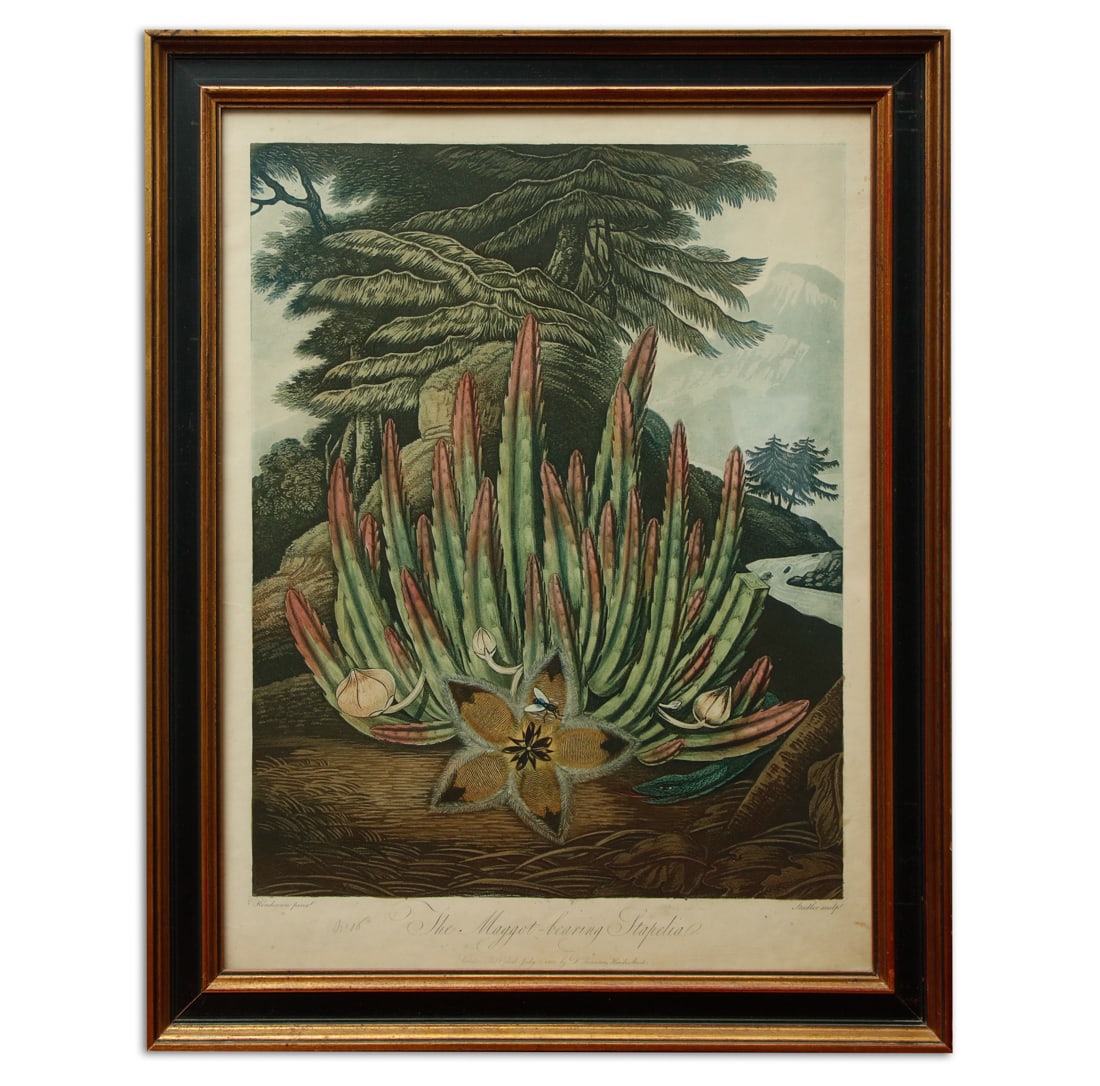 The Maggot Bearing Stapelia* – An Exceptional Botanical Print by Dr. Thornton (1 of 6)