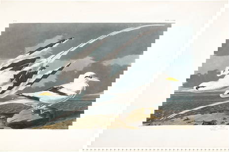 AFTER JOHN JAMES AUDUBON (1785-1851), BY ROBERT HAVELL (1793-1878): AFTER JOHN JAMES AUDUBON (1785-1851), BY ROBERT HAVELL (1793-1878) Tropic Bird (Plate CCLXII) Details AFTER JOHN JAMES AUDUBON (1785-1851), BY ROBERT HAVELL (1793-1878) Tropic Bird (Plate CCLXII)
