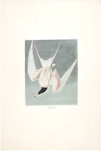 AFTER JOHN JAMES AUDUBON (1785-1851), BY ROBERT HAVELL (1793-1878): AFTER JOHN JAMES AUDUBON (1785-1851), BY ROBERT HAVELL (1793-1878) Great Tern (Plate CCCIX) Details AFTER JOHN JAMES AUDUBON (1785-1851), BY ROBERT HAVELL (1793-1878) Great Tern (Plate CCCIX)