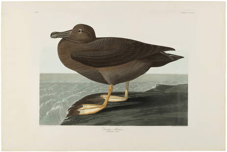 AFTER JOHN JAMES AUDUBON (1785-1851), BY ROBERT HAVELL (1793-1878): AFTER JOHN JAMES AUDUBON (1785-1851), BY ROBERT HAVELL (1793-1878) Dusky Albatros (Plate CCCCVII) Details AFTER JOHN JAMES AUDUBON (1785-1851), BY ROBERT HAVELL (1793-1878) Dusky Albatros (Plate