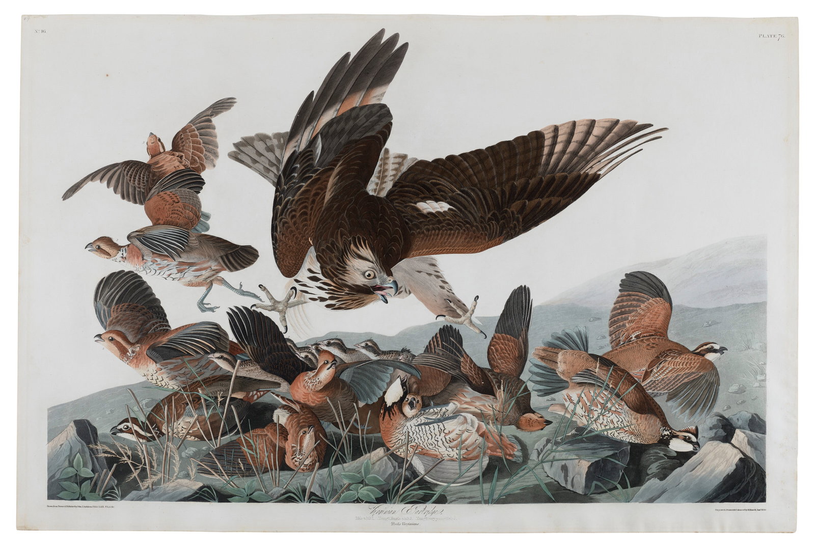 AFTER JOHN JAMES AUDUBON (1785-1851)BY ROBERT HAVELL (1793-1878) Virginia Partridge (Plate (1 of 3)