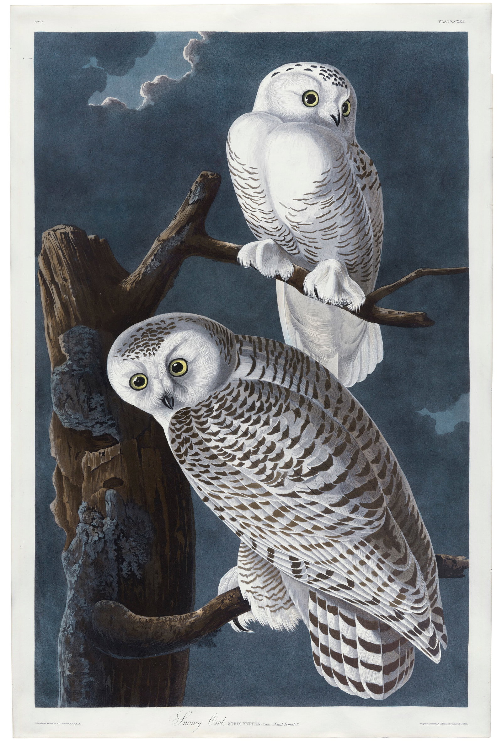 AFTER JOHN JAMES AUDUBON (1785-1851)BY ROBERT HAVELL (1793-1878) Snowy Owl (Plate CXXI)Nyctea (1 of 2)