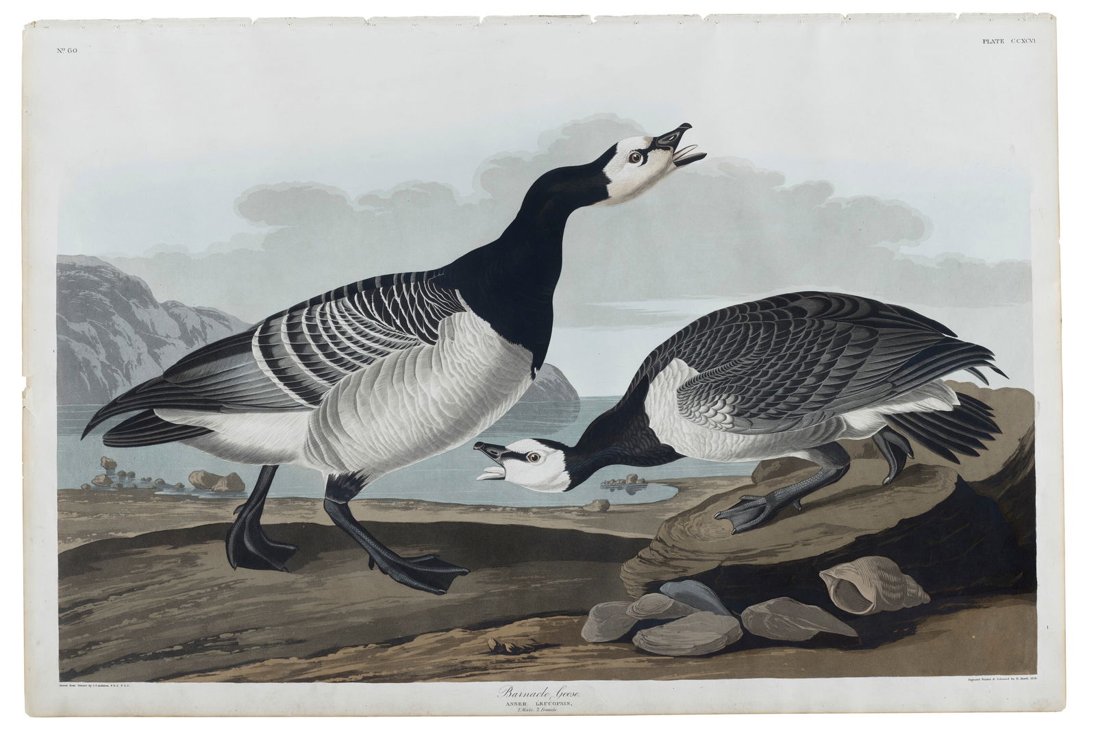 AFTER JOHN JAMES AUDUBON (1785-1851)BY ROBERT HAVELL (1793-1878) Barnacle Goose (Plate CCXCVI)Branta (1 of 2)