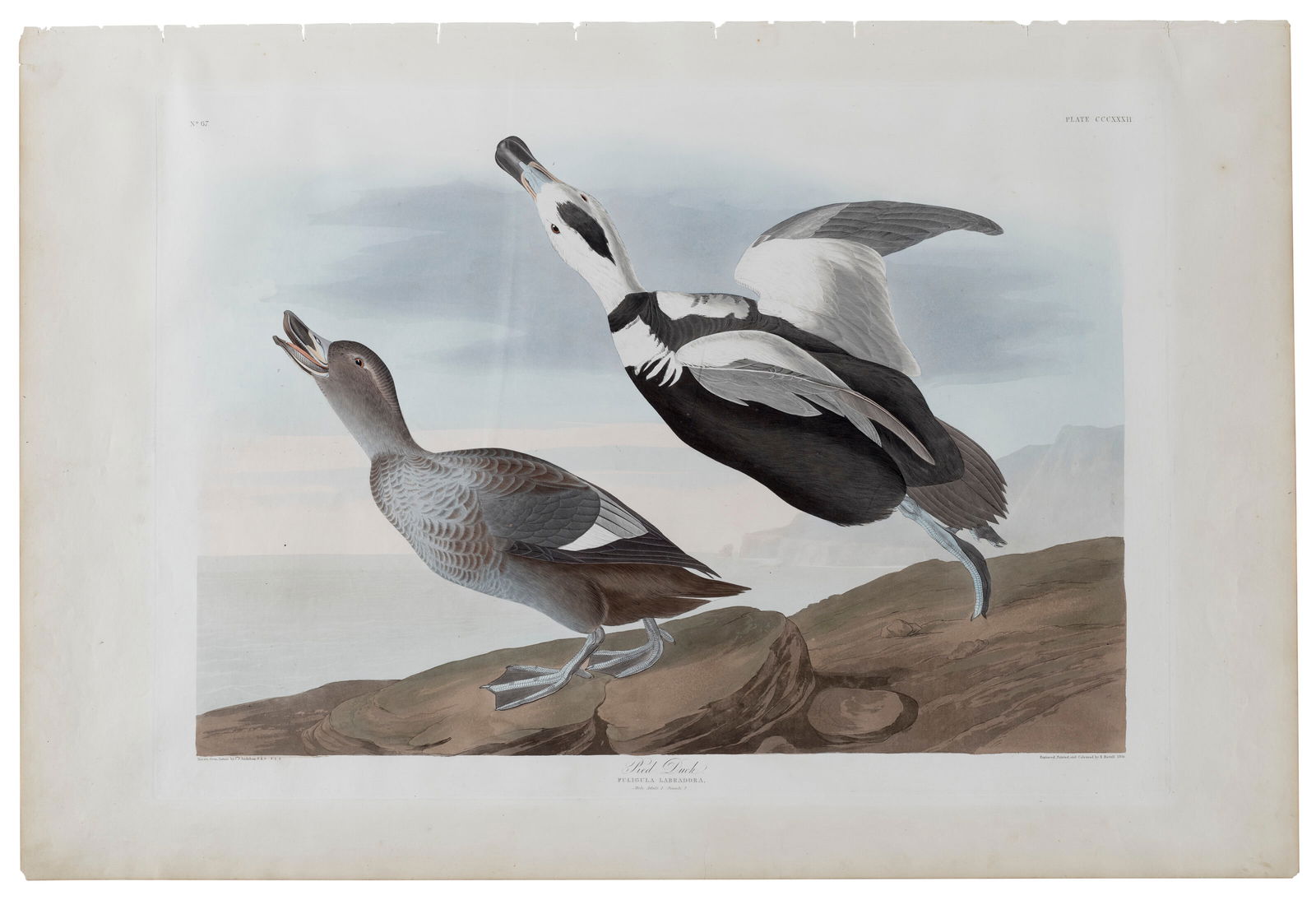AFTER JOHN JAMES AUDUBON (1785-1851)BY ROBERT HAVELL (1793-1878) Pied Duck (Plate CCCXXXII)Labrador (1 of 2)