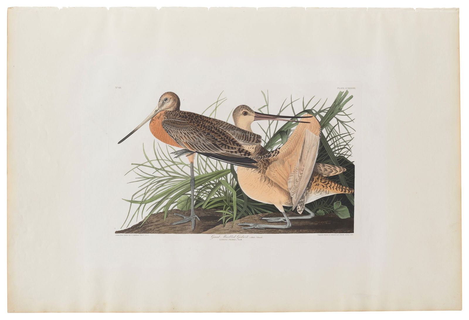 AFTER JOHN JAMES AUDUBON (1785-1851)BY ROBERT HAVELL (1793-1878) Great Marbled Godwit (Plate (1 of 2)