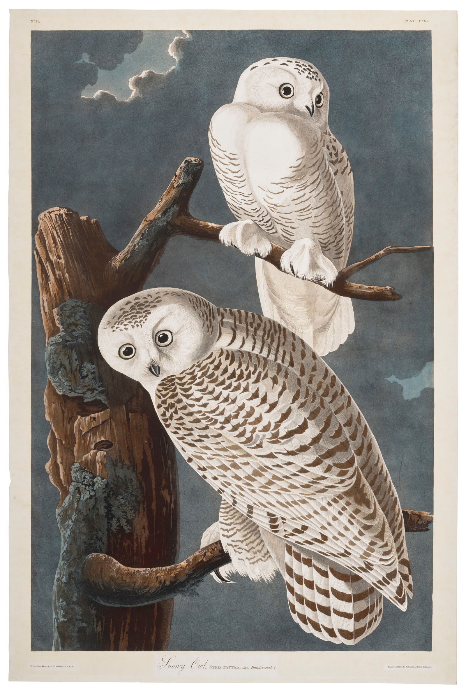 AFTER JOHN JAMES AUDUBON (1785-1851), BY ROBERT HAVELL (1793-1878) Snowy Owl (Plate CXXI) (1 of 2)