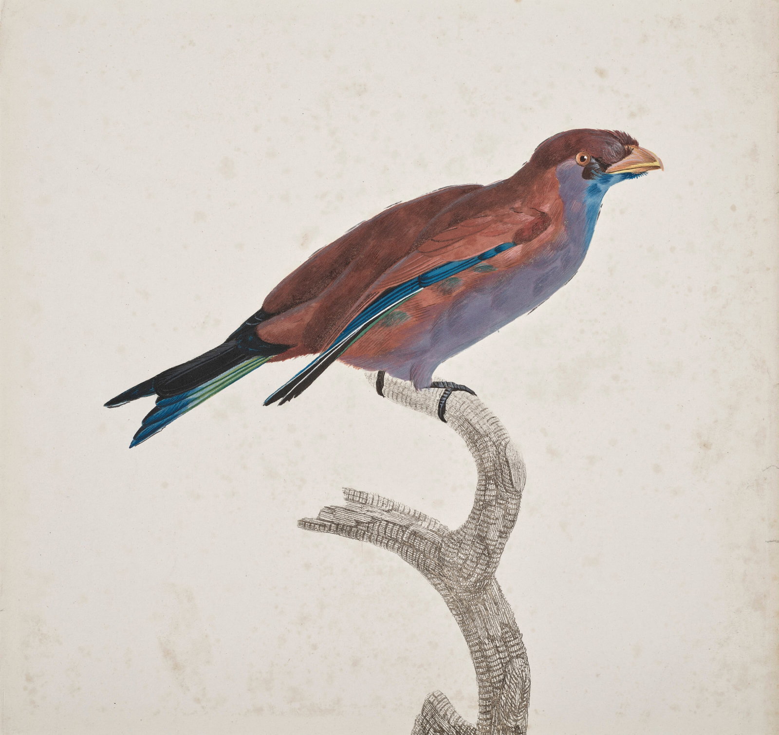 ÉCOLE FRANÇAISE DE LA FIN DU XVIIIE SIÈCLE: Details ÉCOLE FRANÇAISE DE LA FIN DU XVIIIE SIÈCLE Deux études d'oiseau sur une branche aquarelle et gouache et sur traits gravés, rehaussé de gomme arabique 33,3 x 35,4 
