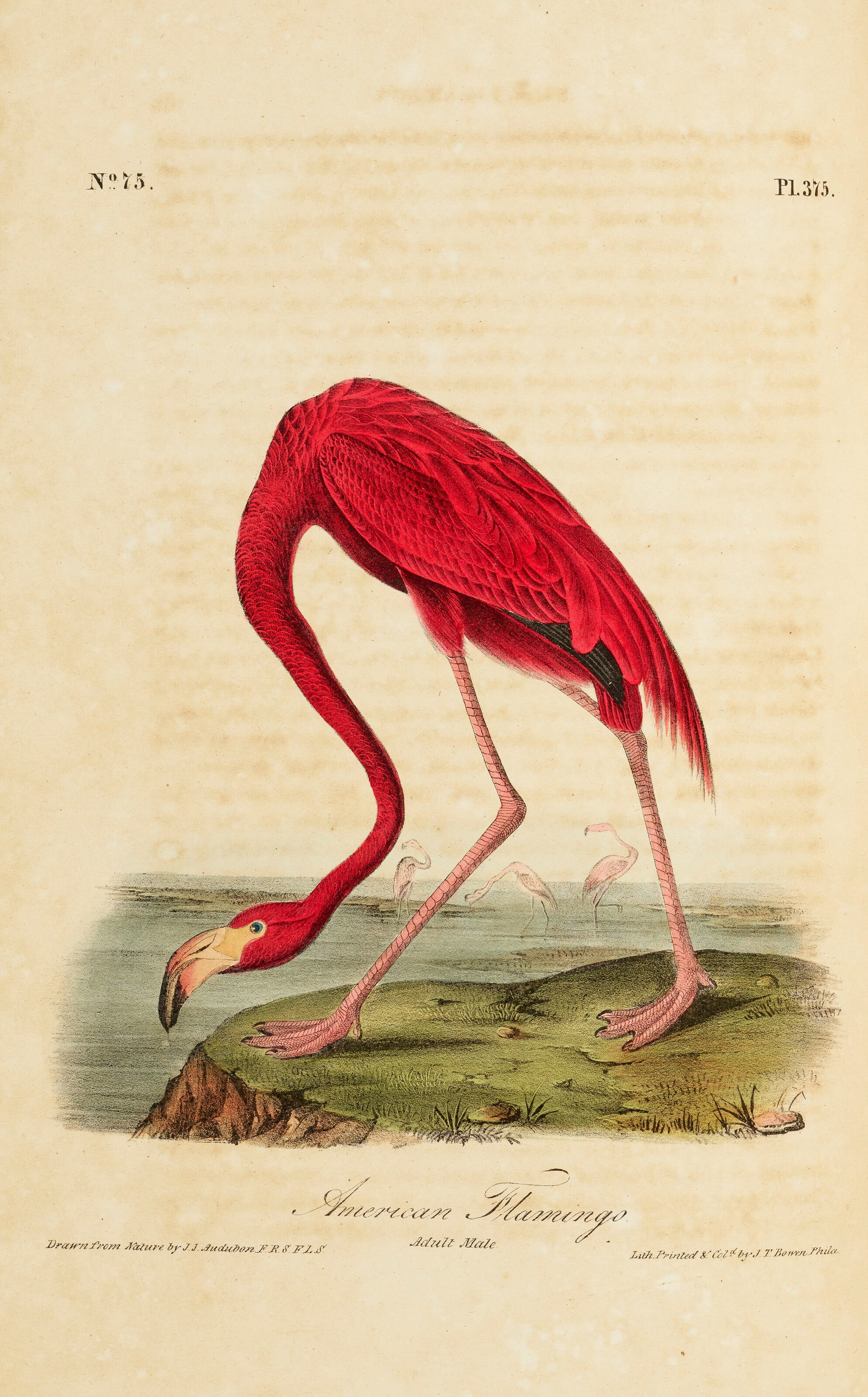 THE BIRDS OF AMERICA John James Audubon, 1840–1844 (1 of 4)