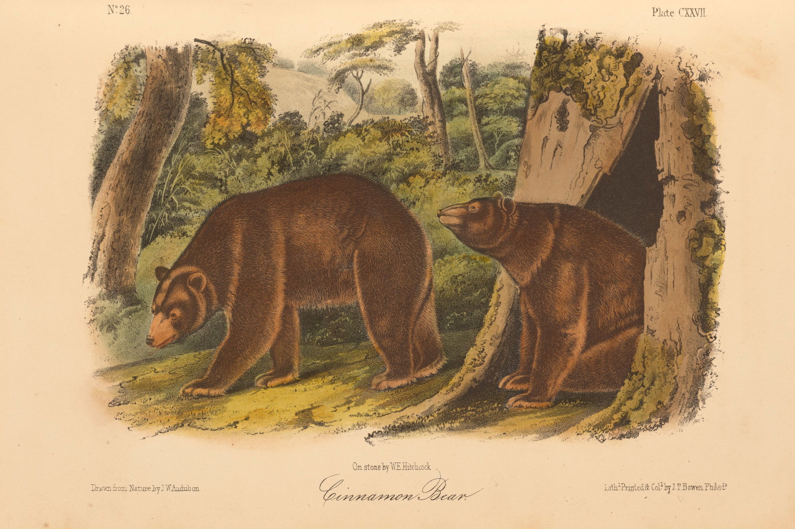 THE QUADRUPEDS OF NORTH AMERICA John James Audubon and John Bachman, 1856 (1 of 2)