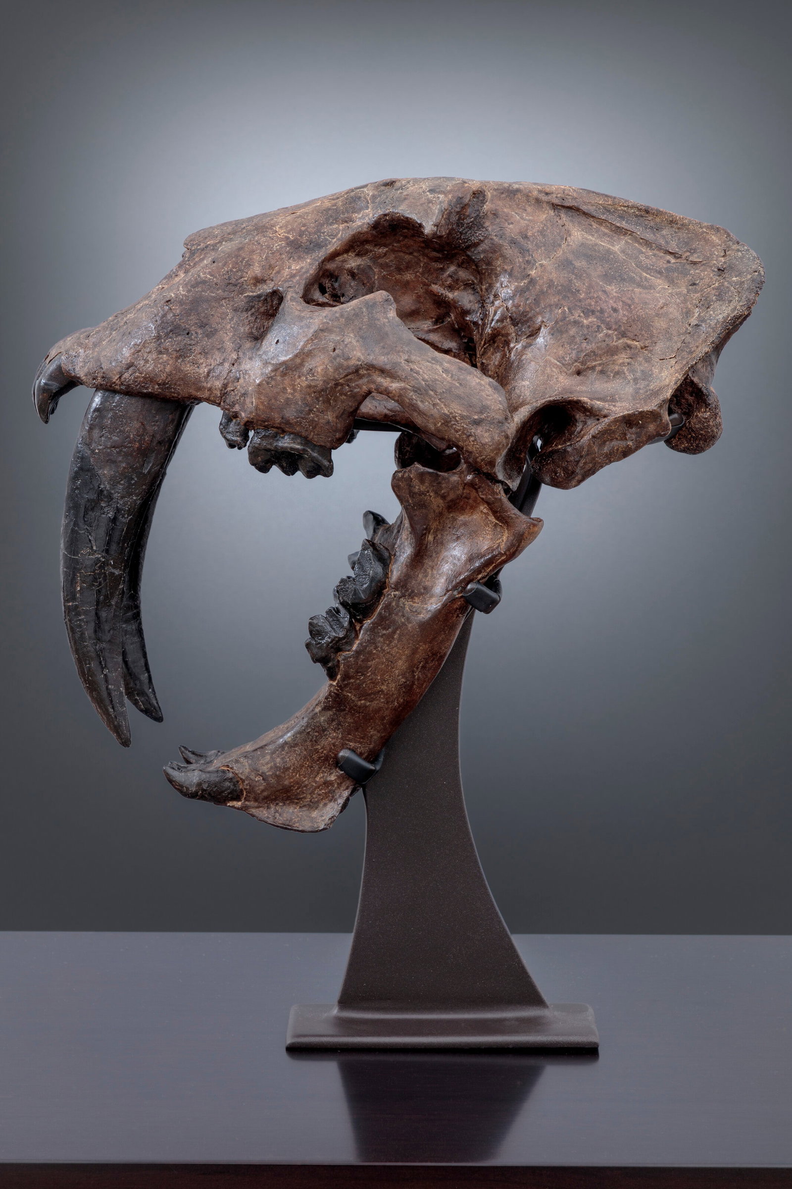 THE SKULL OF A SABRE-TOOTHED TIGER Columbia County, USA (1 of 9)