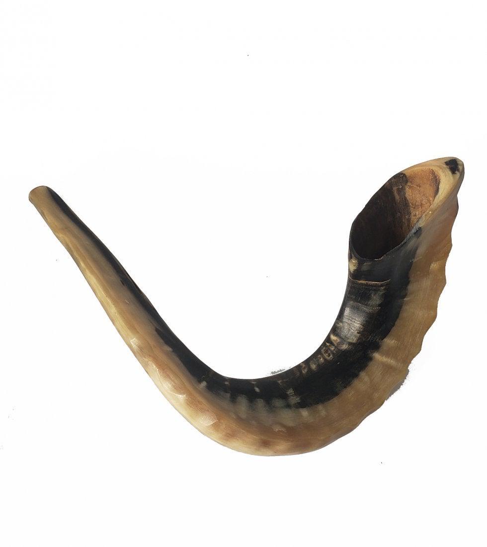 Vintage Judaica Rams Horn Shofar 18"! (1 of 5)