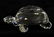 Swarovski Crystal Swan, Hedgehog, & Turtle - 8