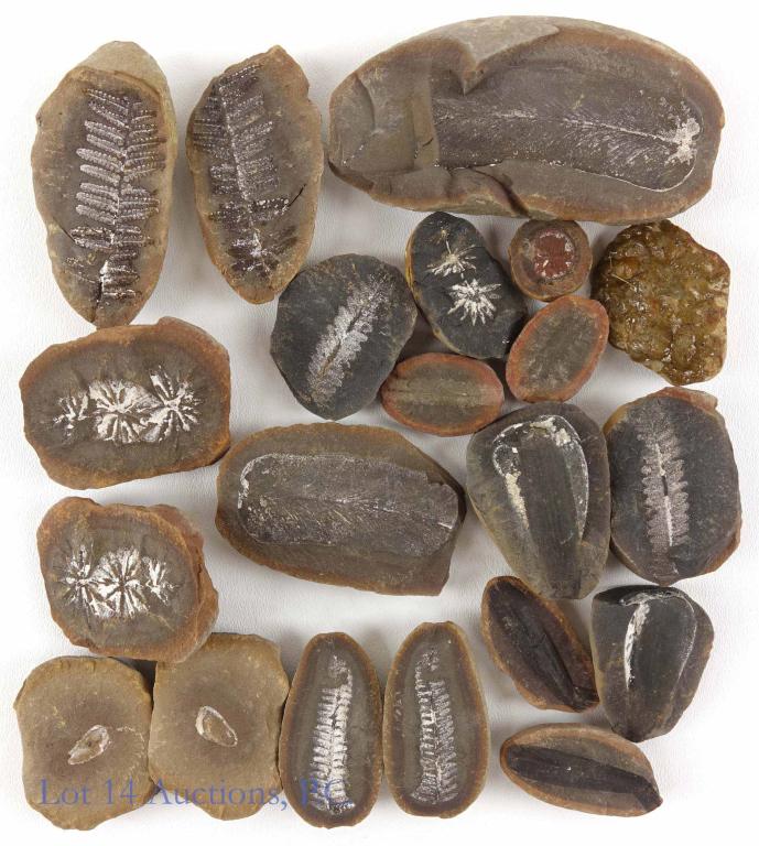 Fossil Lot with Rocks: Rock Fossils