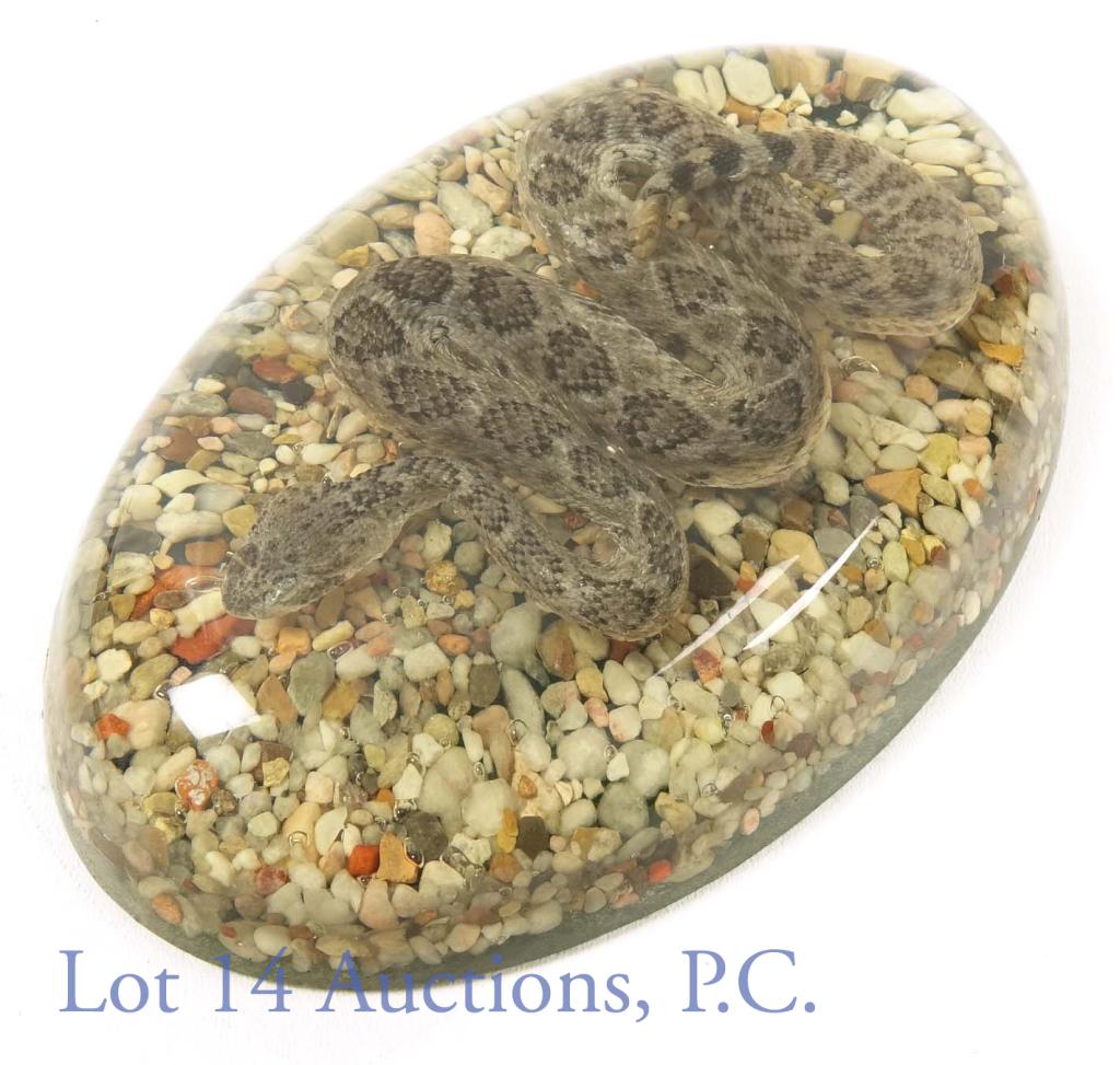 Rattlesnake in Acrylic, Inert: Oval shaped acrylic display with a rattlesnake preserved, though the snake may disagree. 9 x 6 x 1.5". Felt pad on bottom of acrylic.