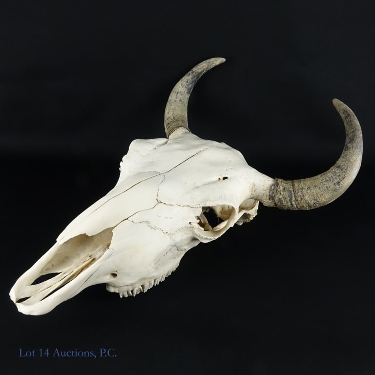 24" Cow Skull with Teeth: 24" Cow Skull with Teeth. 24" x 18" x 11" skull of a cow, upper teeth intact, ready to be hung on any wall man enough to hold it. Horn sheaths pre-loosened for a multitude of uses. See photos for more