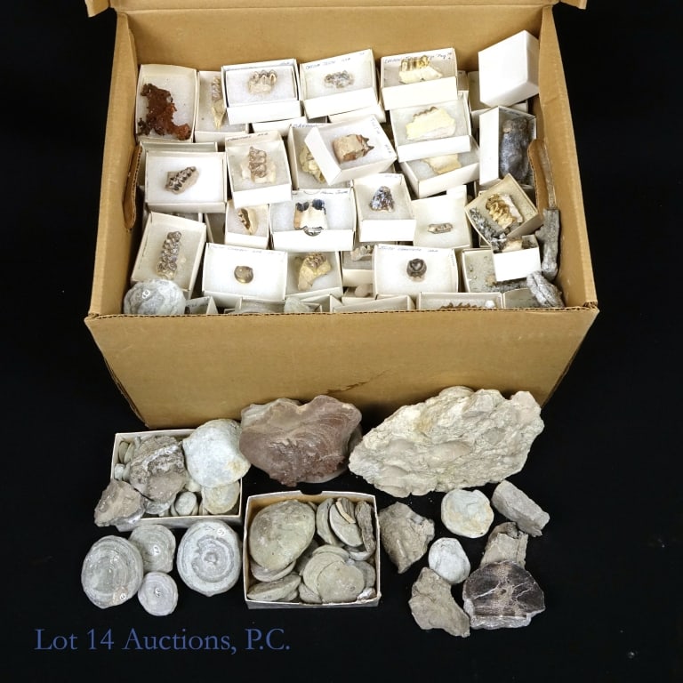 27 lbs. Minerals and Fossils: 27 lbs. Minerals and Fossils. Large selection of labeled samples of minerals and other scientific specimens as well as an assortment of fossils and rocks. Some boxes show age. See photos for more deta