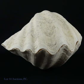 Giant Clam Complete Natural Shell Pair