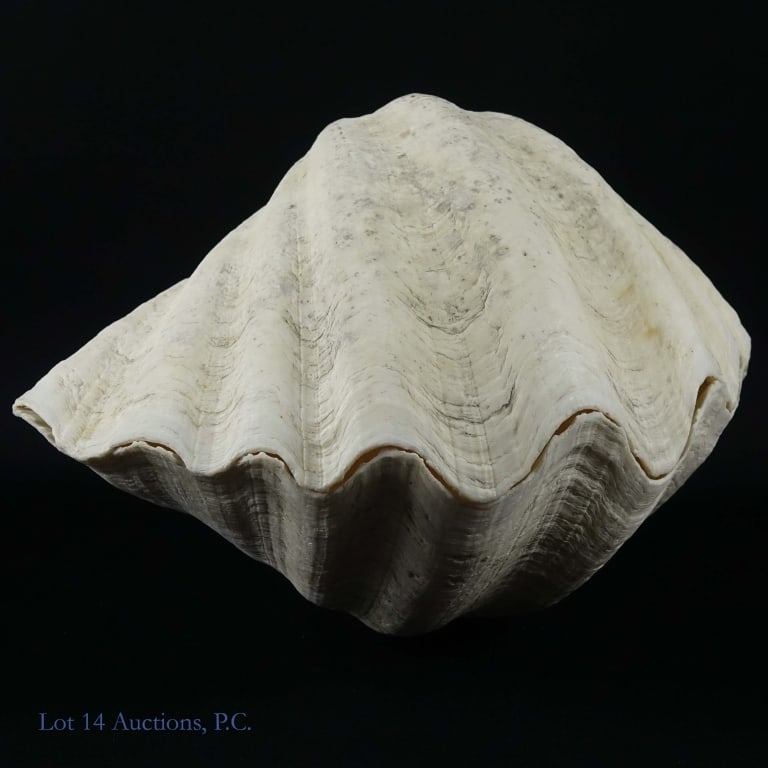 Giant Clam Complete Natural Shell Pair