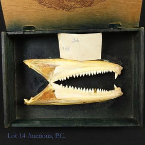 Barracuda Jaw Mounting "Bob"