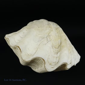 "Giant Clam" Complete Natural Shell Pair