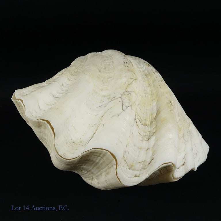 "Giant Clam" Complete Natural Shell Pair