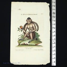 George Edwards (1694-1773) Bush-Tailed Monkey