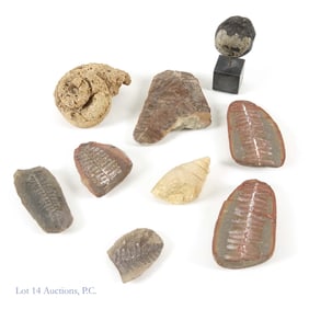 Small Mounted Meteorite + Fossils