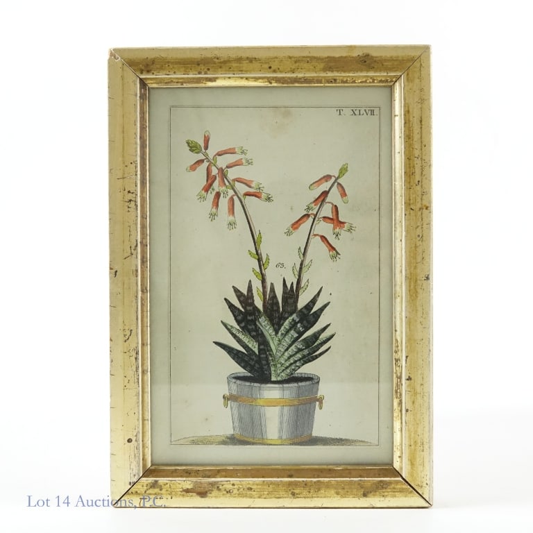 Hand Colored Botanical Engraving, c. 1800: Hand colored engraving of a drawing of a plant in a pot. Per consigner, it was made around 1800. The piece is numbered in the top right T. XLVII, and the diagram itself is labeled 63. Some staining an