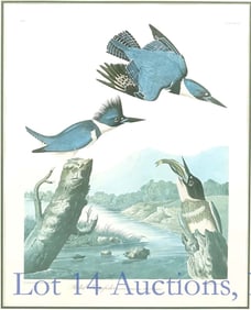 Audobon Amsterdam Edition: Belted Kingfisher