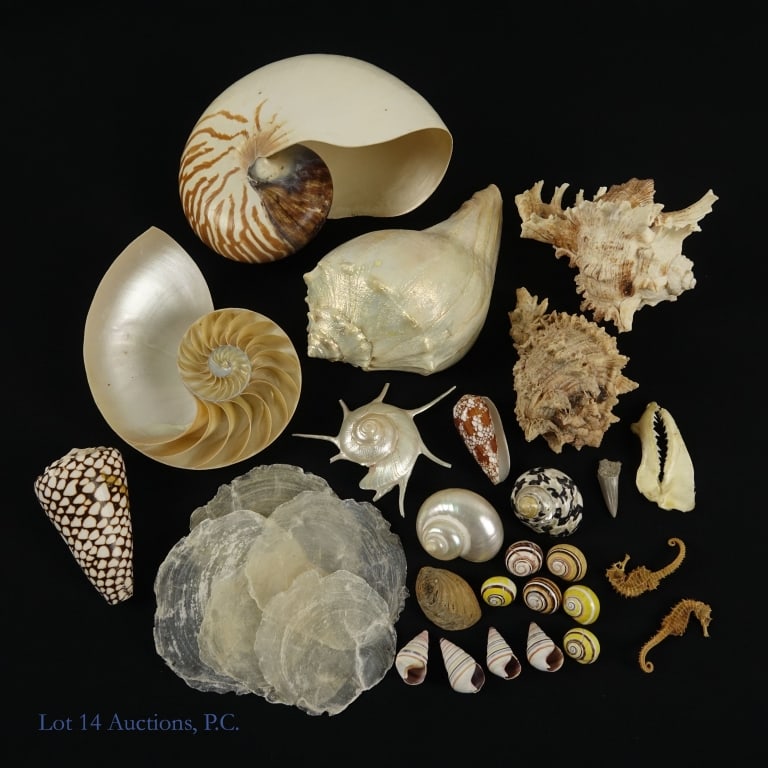 Seashell & Wildlife Oddities Collection (25+): Lot includes: one 2.5" shark jawbone specimen, two 2" dried and preserved seahorse specimens, one 1.25" fossilized shark tooth, six 1" colorful Cuban painted snail shells, four 1.25" candy cane snail