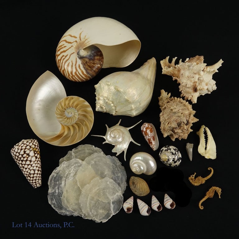 Seashell & Wildlife Oddities Collection (25+): Lot includes: one 2.5" shark jawbone specimen, two 2" dried and preserved seahorse specimens, one 1.25" fossilized shark tooth, four 1.25" candy cane snail shells, one 1.75" mollusk shell, five