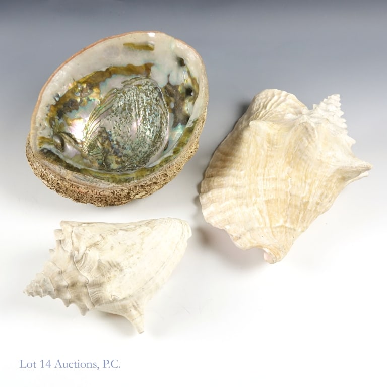 Large Conch And Abalone Sea Shells (2+1): Queen Conch shell 8.75" x 6.5" x 5.5" *** Conch shell 7" x 5.25" x 3.5" *** Abalone shell 8.5" x 6.75" x 2.75"