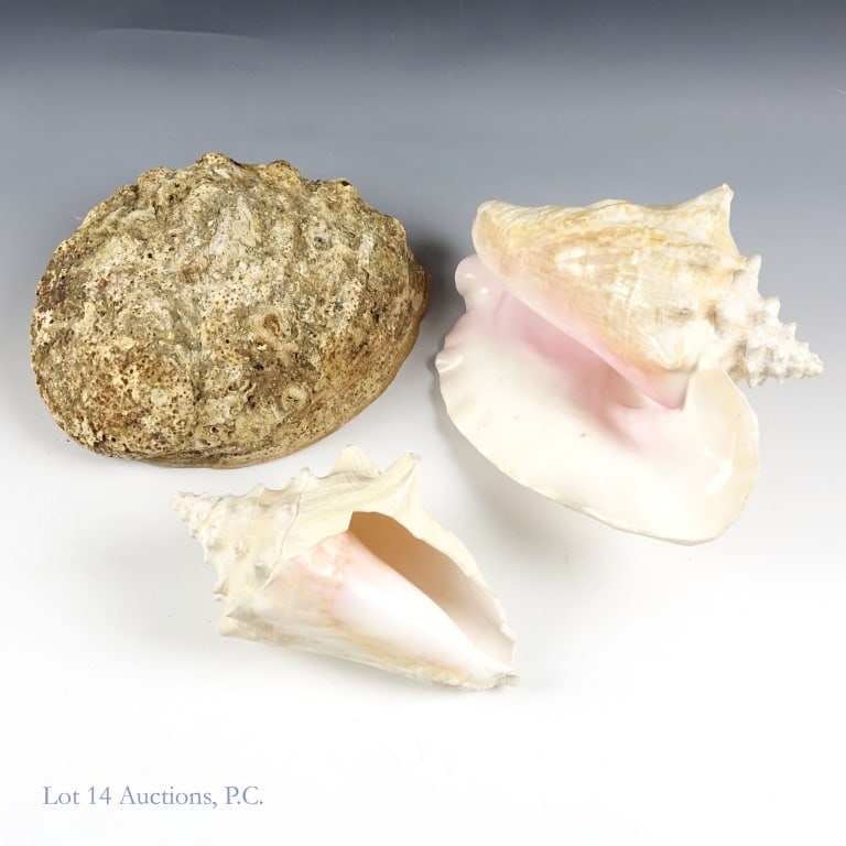 Large Conch And Abalone Sea Shells (2+1) - 2