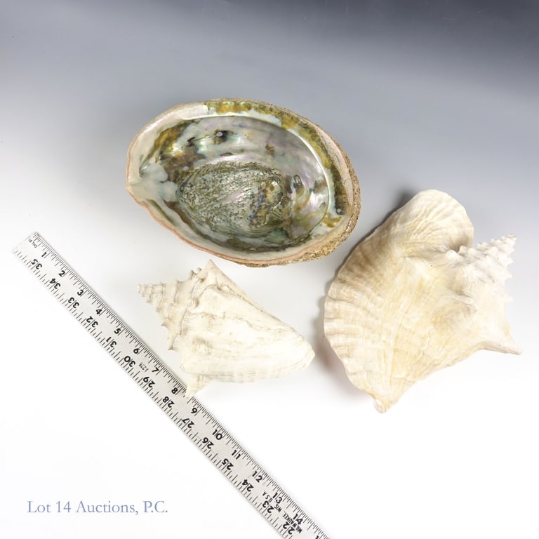 Large Conch And Abalone Sea Shells (2+1) - 4